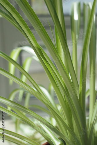 Close-up of leaves of common spider plant - Chlorophytum comosum