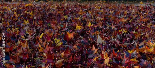 Wallpaper Mural background with autumn sycamore leafs Torontodigital.ca