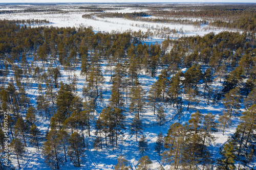 Western Siberia  the camp of reindeer herders of the Khanty people in the forest. Aerial view.