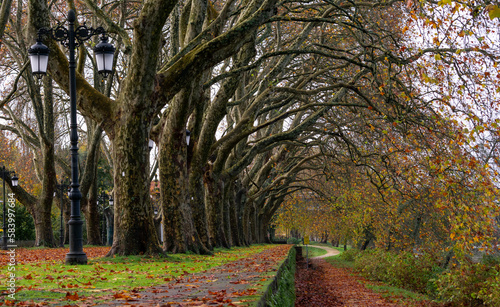 Wallpaper Mural sycamore trees in autumn in portugal Torontodigital.ca
