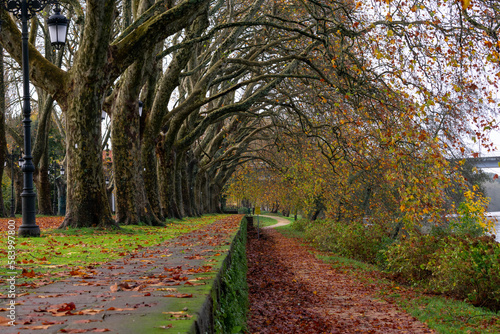 Wallpaper Mural sycamore trees in autumn Torontodigital.ca
