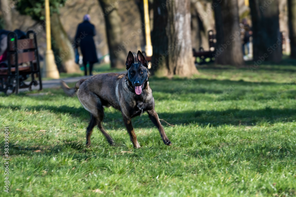 Belgian Malinois shepherd dog on a walk Belgian Malinois shepherd dog on a walk