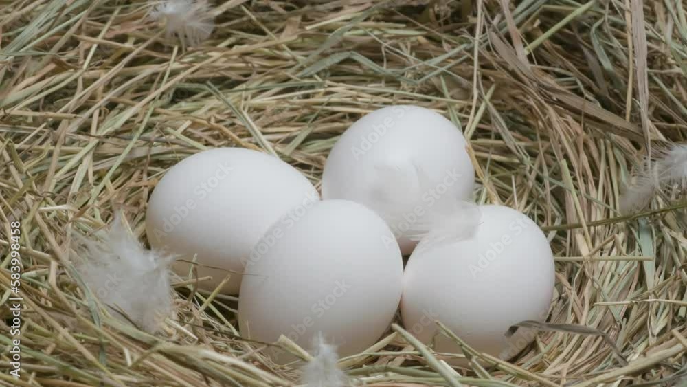 Fresh Chicken Eggs in the Nest. White chicken eggs in the nest slowly rotate in front of the camera Fresh Chicken Eggs in the Nest. White chicken eggs in the nest slowly rotate in front of the camera