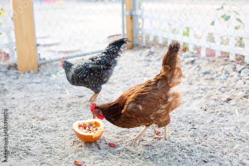 backyard chicken coop