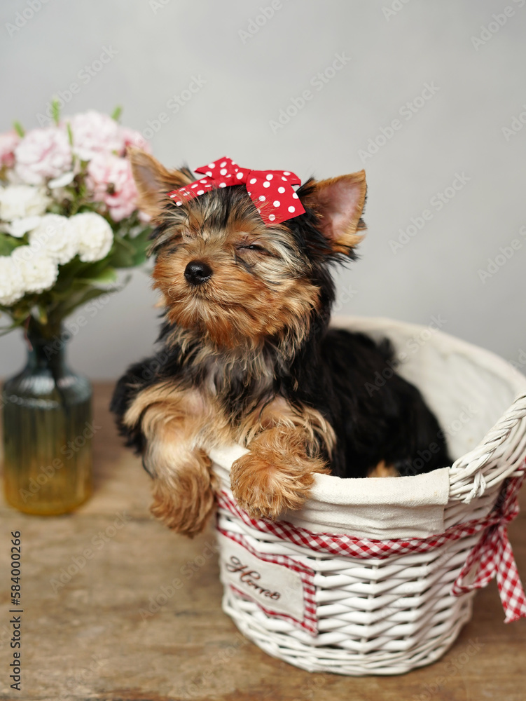 The cute, fluffy Yokrshire terrier puppy closed his eyes, sitting in a white wicker basket against a white background. The puppy has a red bow on its head, a vase with pink flowers stands nearby The cute, fluffy Yokrshire terrier puppy closed his eyes, sitting in a white wicker basket against a white background. The puppy has a red bow on its head, a vase with pink flowers stands nearby