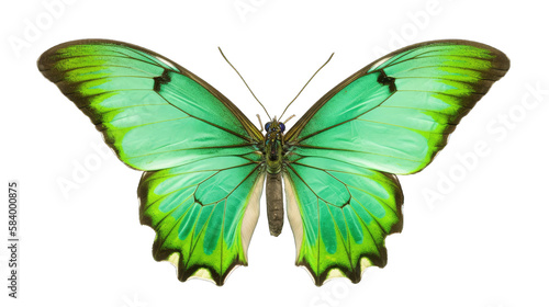 Green butterfly isolated on white transparent background png. Generative AI © Generative Professor