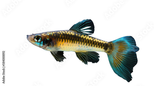 Guppy fish isolated on white transparent background png. Generative AI