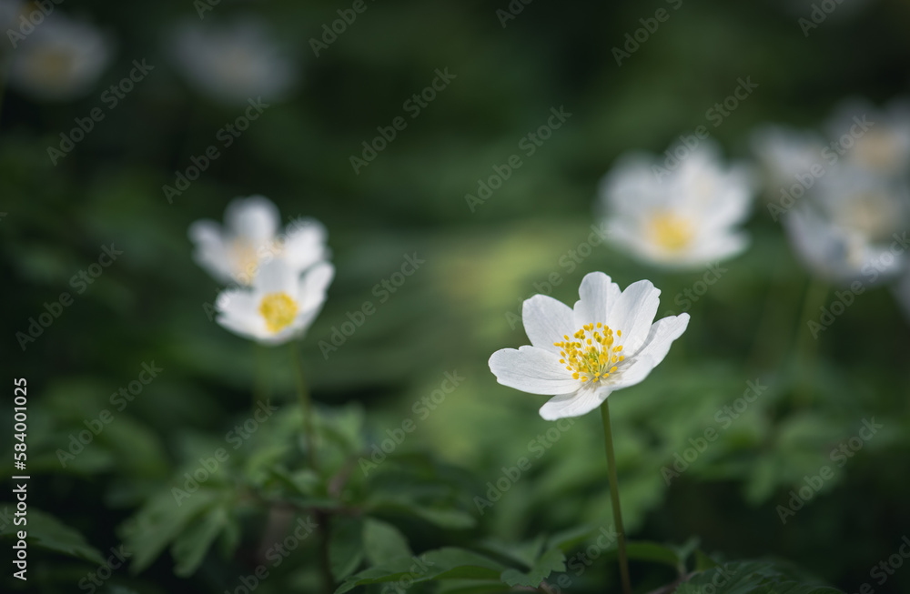 wood anemone (Anemone nemorosa), or Sylvie anemone wood anemone (Anemone nemorosa), or Sylvie anemone