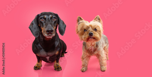 Fototapeta Naklejka Na Ścianę i Meble -  Banner two small puppy dogs, dachshund and yorkshire sitting and looking at camera. Isolated on pink background