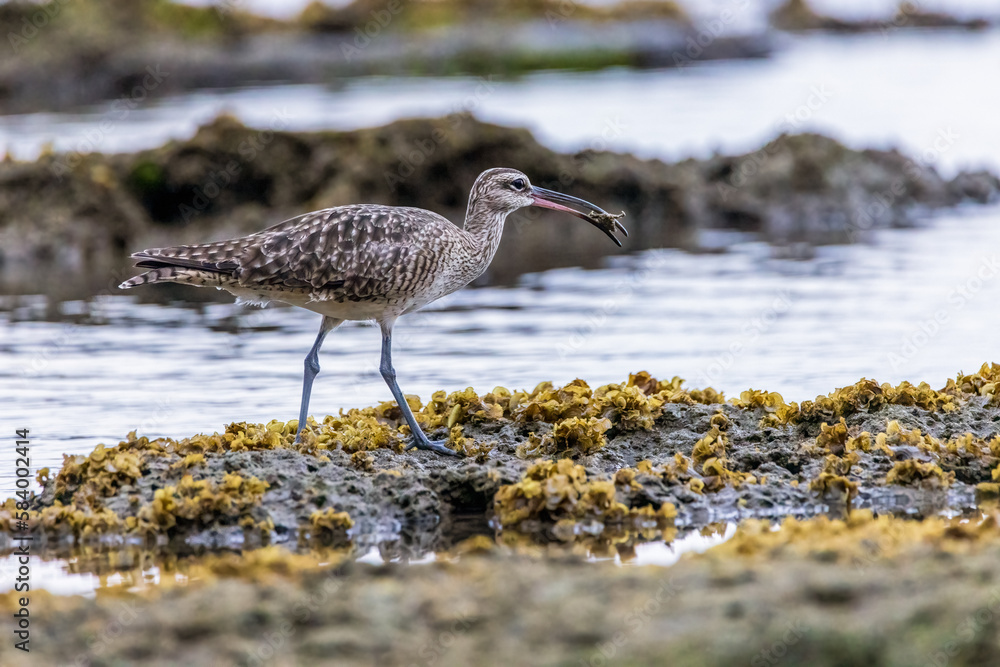 Obraz premium Whimbrel