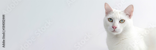 Aegean Cat On White Background. Banner, panorama or website header format.. Generative AI