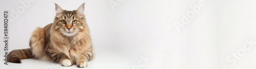 American Bobtail Cat On White Background . Generative AI © Ян Заболотний