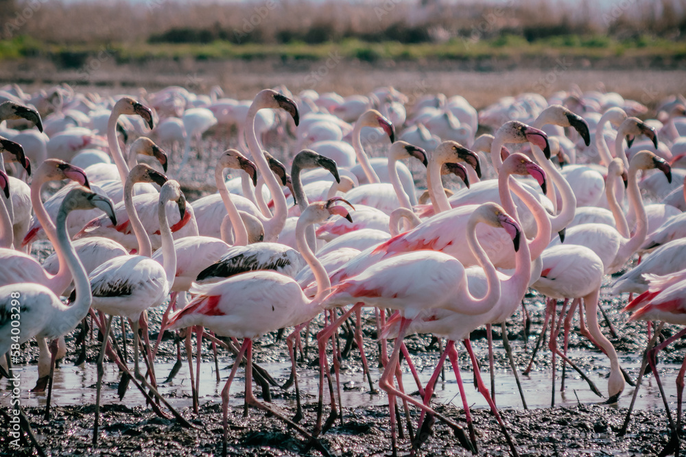 Fototapeta premium Flock of wild pink flamingos at Albufera Natural Park reserve, Valencia Spain.