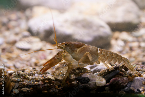 Photos European crayfish Gambero di fiume europeo (Austropotamobius pallipes)