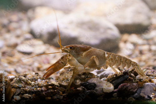 European crayfish Gambero di fiume europeo (Austropotamobius pallipes) photo