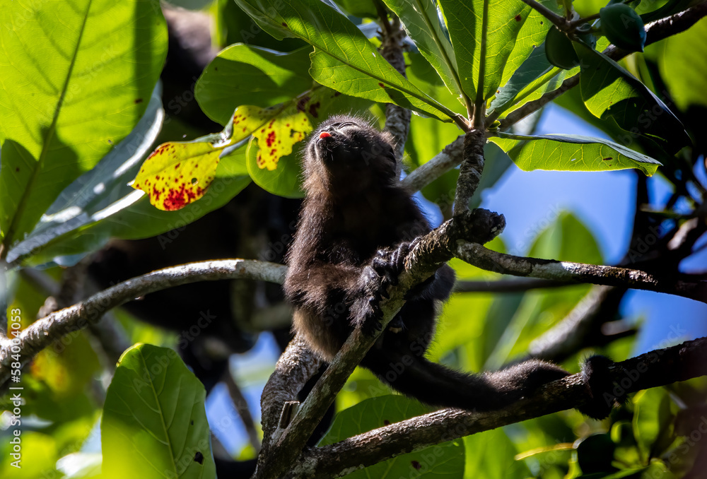 Howler Monkey Howler Monkey