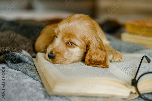Love for pets. A puppy of a cocker spaniel lies on a bed with an open book.