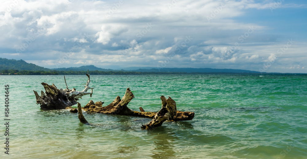 Tree in the water on the beach Tree in the water on the beach