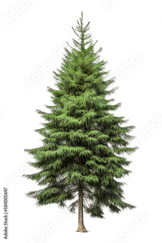 Green pine fir tree isolated on white transparent background png. Generative AI © Generative Professor