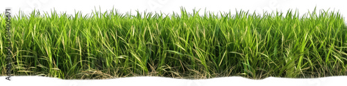Green grass row isolated on white transparent background png. Generative AI