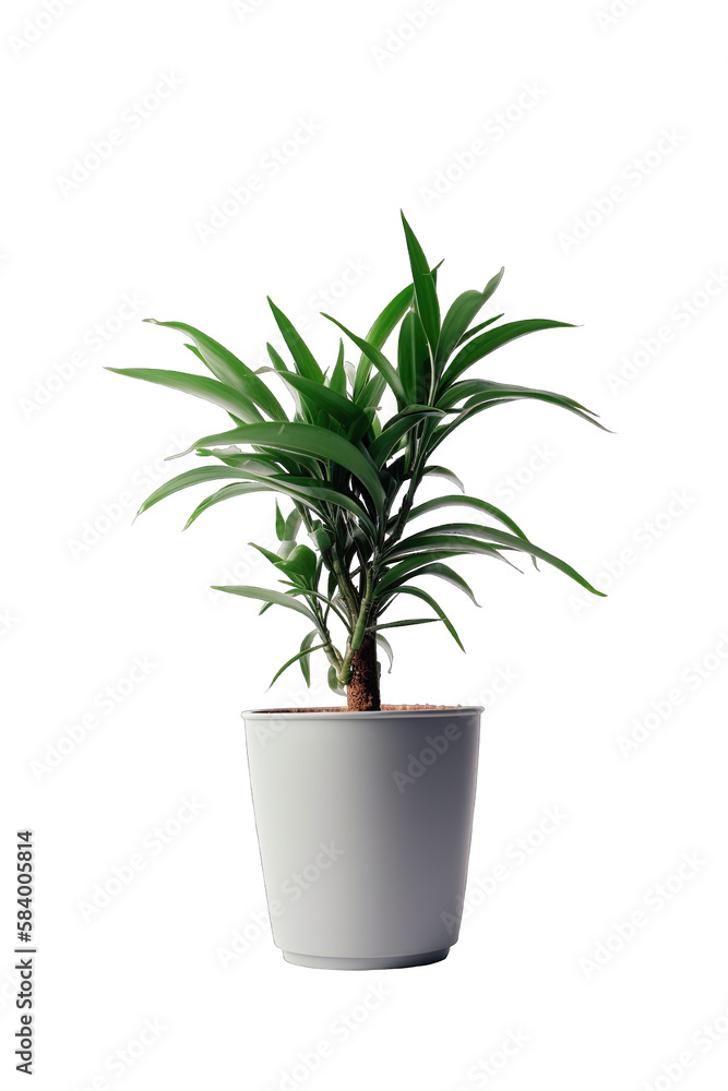 House plant in a pot isolated on white transparent background png. Generative AI 