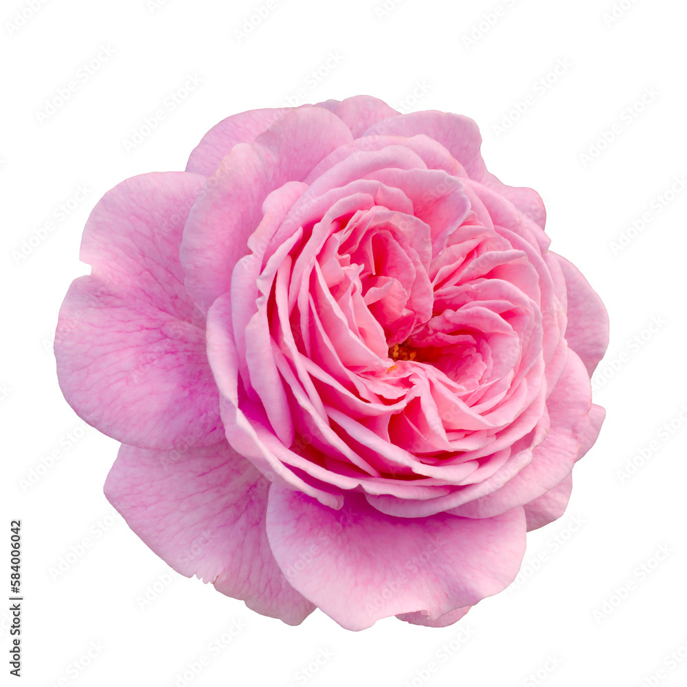 Fresh beautiful pink rose isolated on a white background. Detail for creating a collage Fresh beautiful pink rose isolated on a white background. Detail for creating a collage
