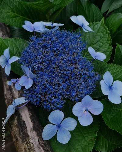 Beautiful bloomed purple and blue flowers in a forest surrounded by green leaves and a tree branch. .