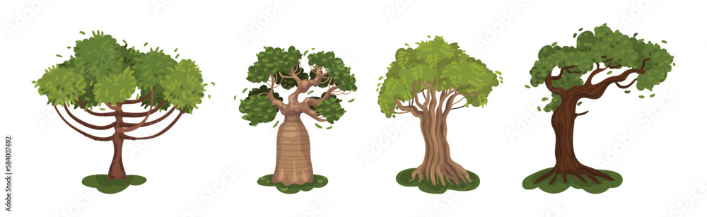 Different Trees as Perennial Plant with Trunk, Branches and Leaves Vector Set