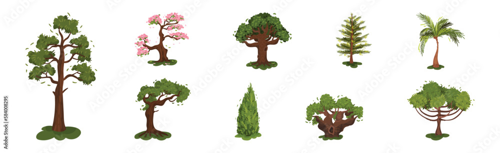 Different Trees as Perennial Plant with Trunk, Branches and Leaves Vector Set Different Trees as Perennial Plant with Trunk, Branches and Leaves Vector Set
