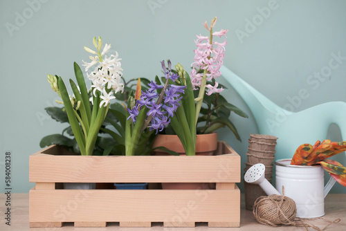 Foto Spring gardening with blooming colorful hyacinths and diffrent flowers in pots for planting on wooden box and watering can, glaves on green background