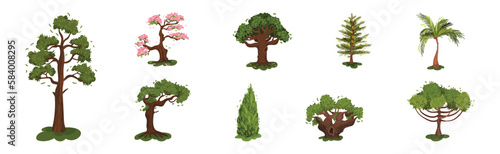 Different Trees as Perennial Plant with Trunk  Branches and Leaves Vector Set