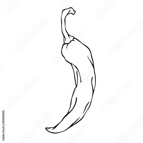 Botanical line sketch of hot mexican chili pepper.Vector graphic.