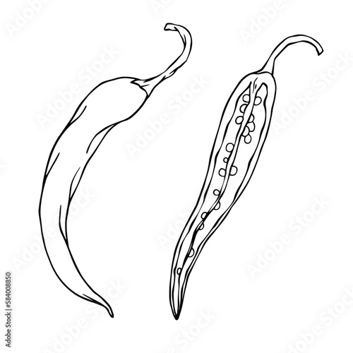 Botanical line sketch of hot mexican chili pepper.Vector graphic.