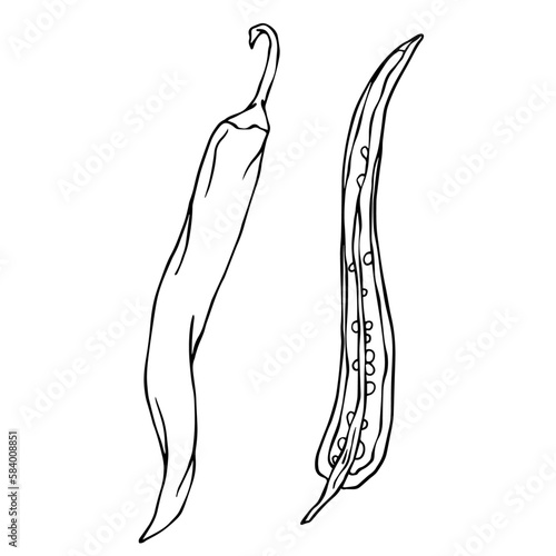 Botanical line sketch of hot mexican chili pepper.Vector graphic.