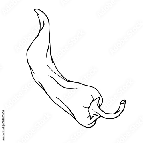 Botanical line sketch of hot mexican chili pepper.Vector graphic.