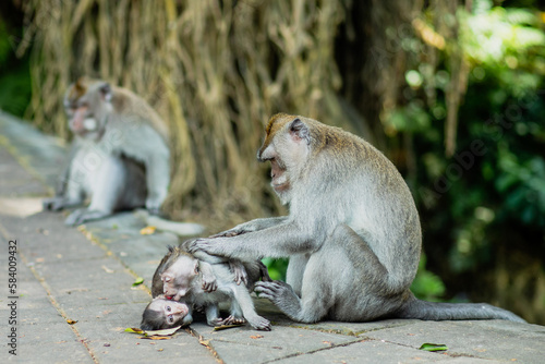 mother monkey with her two babys sitting on a street in bali, indonesia, asia 