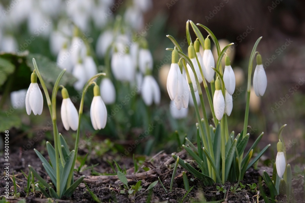 Group of white flowers of Galanthus nivalis (snowdrop) in park in early spring