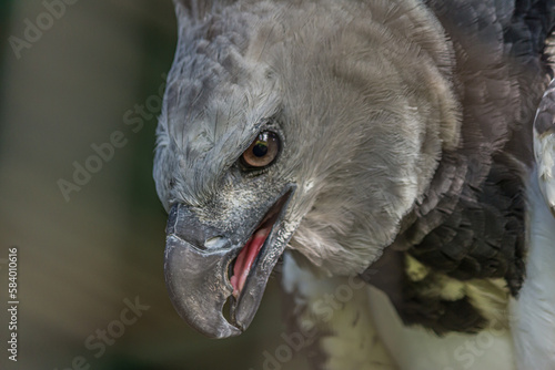 Close-up profile portrait of a harpy eagle. The American harpy eagle  Harpia harpyja  lives in the tropical lowland rainforests of America. It s a Near Threatened species.