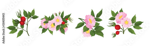 Tender Pink Flowers of Rosa Canina or Dog Rose Plant with Mature Red Rose Hips Vector Set