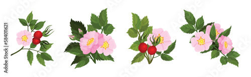 Tender Pink Flowers of Rosa Canina or Dog Rose Plant with Mature Red Rose Hips Vector Set