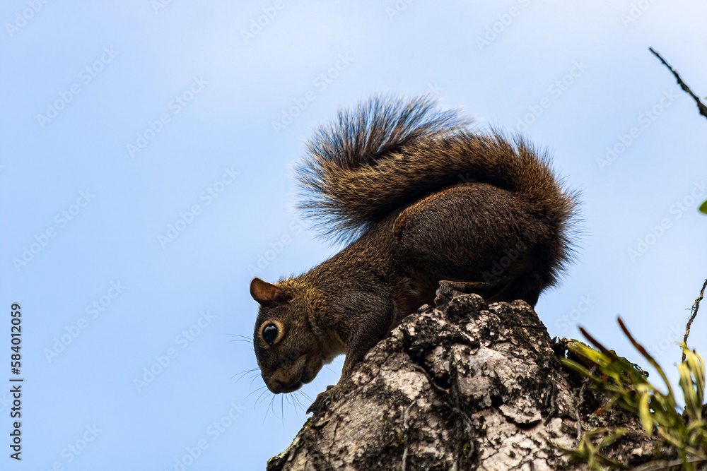 esquilo todo marrom de perfil com rabo longo visto de baixo para cima, no topo de um galho de árvore e céu azul ao fundo. esquilo todo marrom de perfil com rabo longo visto de baixo para cima, no topo de um galho de árvore e céu azul ao fundo.