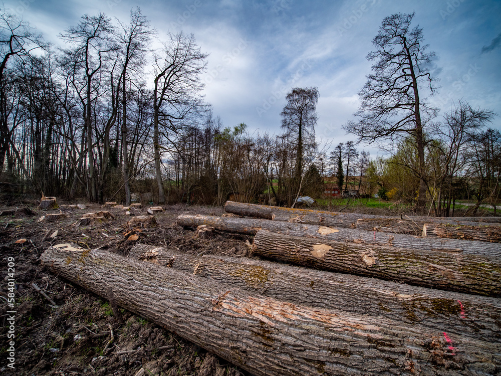 Obraz premium Frisch gefällte und markierte Baumstämme