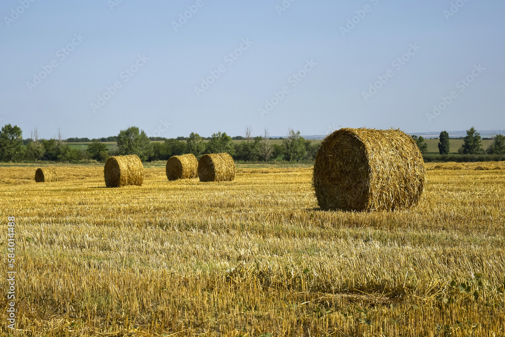 Harvested field with large round bales of straw in summer. Farmland with blue sky. Copy space. Close-up. Selective focus. Harvested field with large round bales of straw in summer. Farmland with blue sky. Copy space. Close-up. Selective focus.