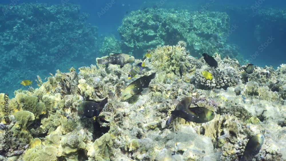 Shoal of tropical fish swims above top of coral reef in shallow water on bright sunny day in sunbeams, Slow motion. Camera moving forwards over reef