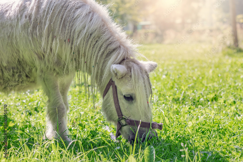 Obraz premium a white pony grazes in a meadow, a small horse eats grass