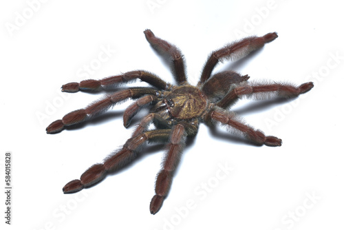 Closeup of a female of the Olive Grey tree spider Psalmopoeus ecclesiasticus, a common pet tarantula originating from Ecuador and Colombia photographed on white background.
