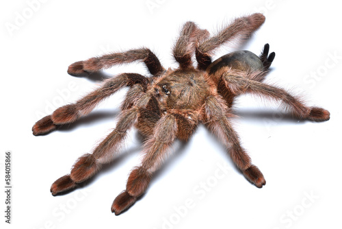 Foto Closeup of a female of the Emerald Chevron tree spider Psalmopoeus emeraldus, a common pet tarantula originating from Colombia photographed on white background