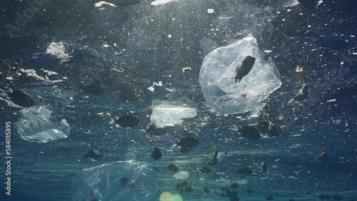 school of Indo-Pacific sergeant (Abudefduf vaigiensis) eats fat from surface of water while swims near plastic debris. Closeup, Fishes feeds of polluted water in fatty layer, swimming among plastic wa photo