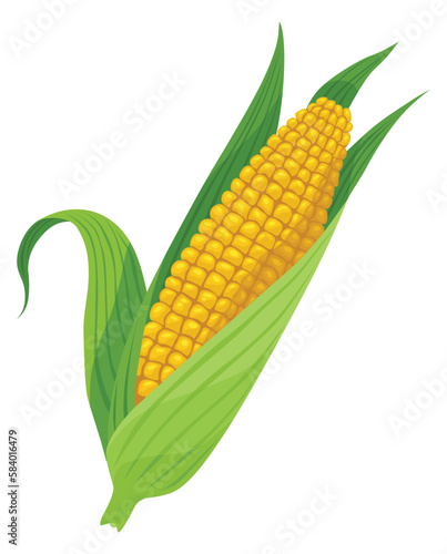 Corn growing stage. Maize growth plant isolated on white background. Farm plant evolving, development stage. Planting process