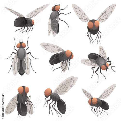Housefly insect icon set. Wildlife symbols in cartoon style. Scary insects. Graphic design elements. Entomology closeup color vector illustrations isolated on white background